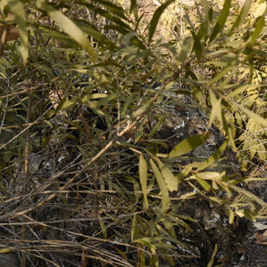 Ghillie Suit Sniper Camouflage